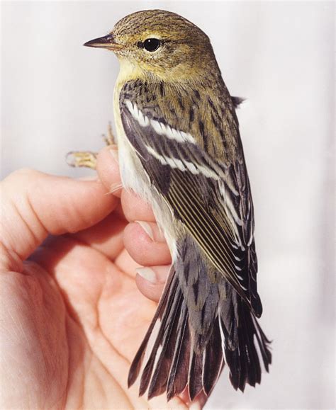 The Blackpoll Warbler: Tiny Bird, Amazing Migrator | Audubon