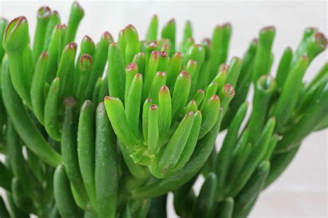 Crassula Ovata Hobbit Complete Guide-Info FAQs – Crassula, 48% OFF