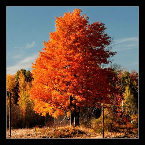 ~ Orange Tree ~ | Tree photography, Forest photography, Beautiful tree