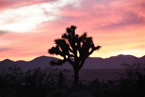 Joshua tree sunset | The Planetary Society