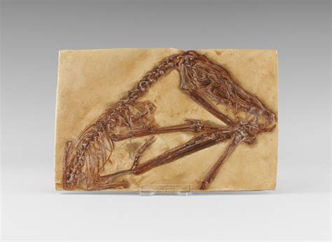 Natural History - Fossil Pterosaur Museum Replica - auctions & price archive