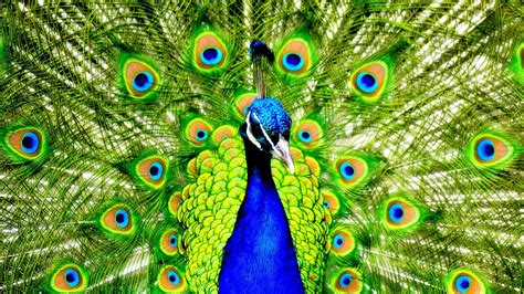 Download Animal Peacock HD Wallpaper