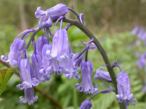 Spanish or native bluebell | The Wildlife Trusts