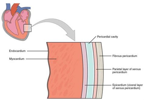 epicardium myocardium and endocardium explore how they function to de Layers Of The Heart In ...