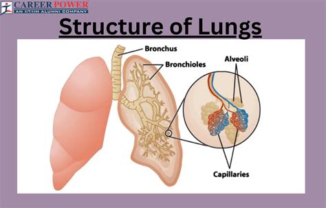 Structure of Lungs: Definition, Diagram and Functions