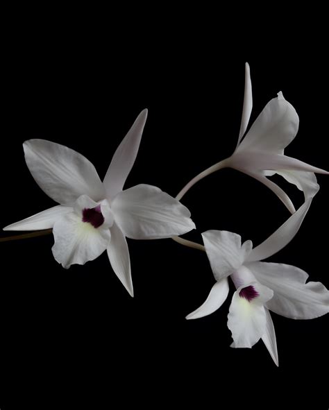 Buy Online: Cattleya Orchid Species - Laelia Rubescens