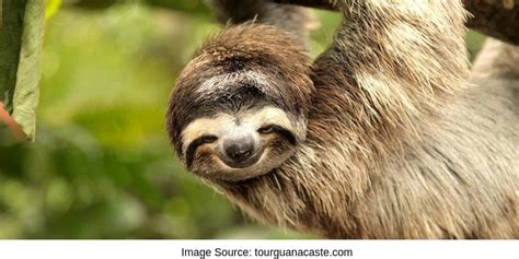 Cute Sloth Hanging From Tree Costa Rica Sloth Sanctuary