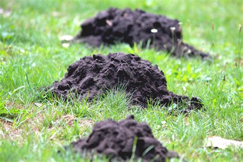 Moles — Wildlife Removal of Florida