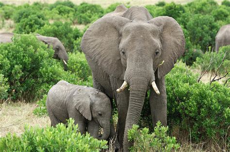 Wild African Elephant Mother And Baby Photograph by Gomezdavid - Pixels