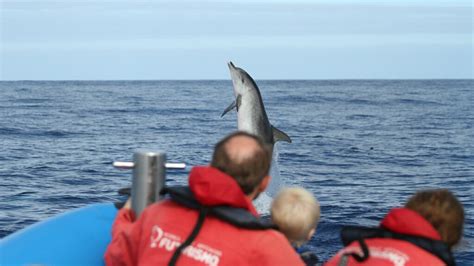 Pico annual sightings statistics 2018 – Azores Whales