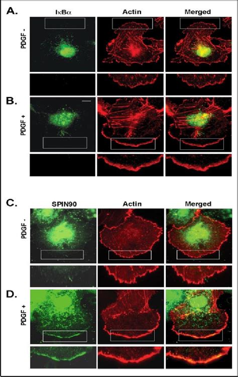 Figure 1 from Interaction of SPIN90 with the Arp2/3 Complex Mediates ...