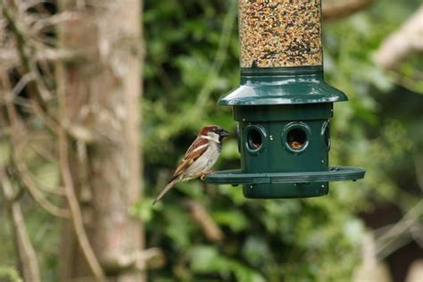 Sparrow At Bird Feeder Free Stock Photo - Public Domain Pictures