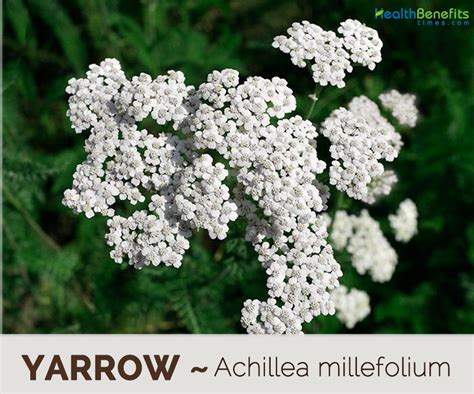 Yarrow facts and health benefits