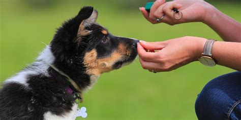 Dog & Puppy Training 101: How to Get Started | Local Pet Care