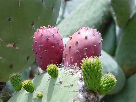 Nopal Cactus