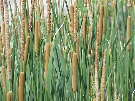 cat tails Free Photo Download | FreeImages