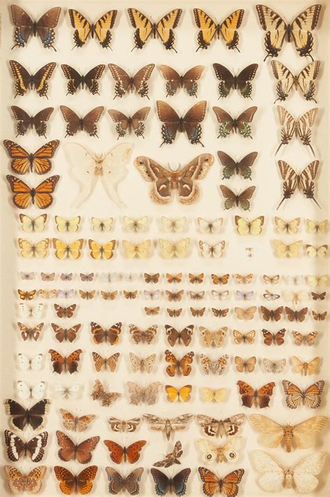 Lot 1163: 4 Framed Butterfly Specimen Collections | Case Auctions