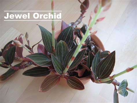 Jewel Orchid Care: How to Grow Ludisia Discolor Indoors