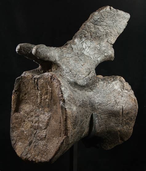 Huge 14" Tall Diplodocus Vertebra - Dana Quarry For Sale (#10148) - FossilEra.com