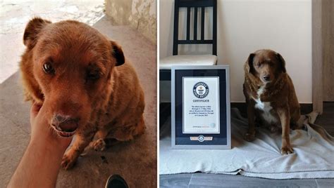 Bobi, World's Oldest Dog Ever, Dies At 31 (or About 217 In, 42% OFF