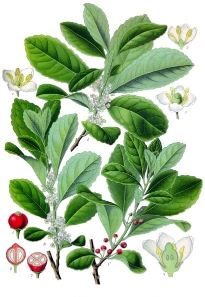 Yerba-maté - Wikipedia