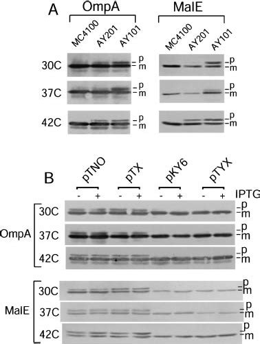 Protein Profiles in the Periplasm and Inner Membrane. Periplasmic (A)... | Download Scientific ...