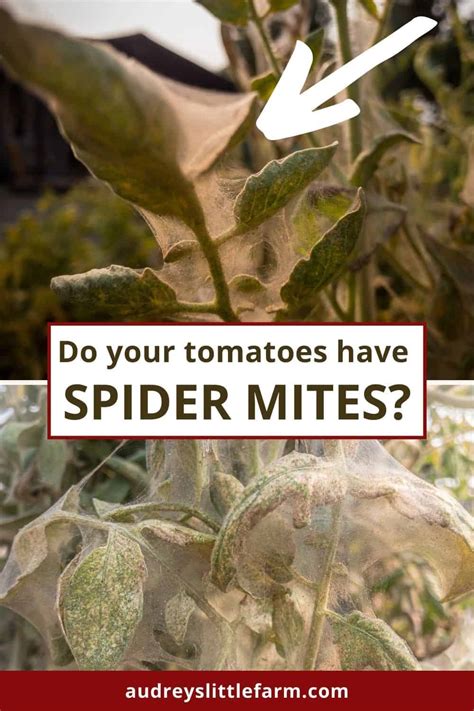 Spider Mites On Tomato Plants | Identify, Kill, & Prevent - Audrey's Little Farm