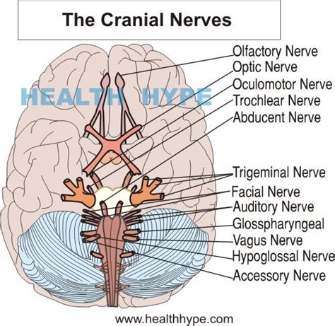 Cranial Nerve Function, Testing and Disease Symptoms | Healthhype.com