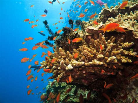 10 of the World's Best Snorkeling Destinations | Smithsonian