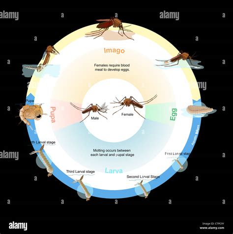 Culex Mosquito Life Cycle