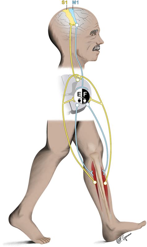 Frontiers | Assessing Brain–Muscle Connectivity in Human Locomotion through Mobile Brain/Body ...