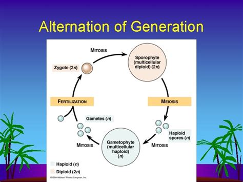 Seedless Plants Plant Evolution Plant Evolution Nonvascular Seedless