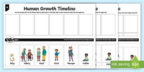 Human Growth Timeline Worksheet (Teacher-Made)