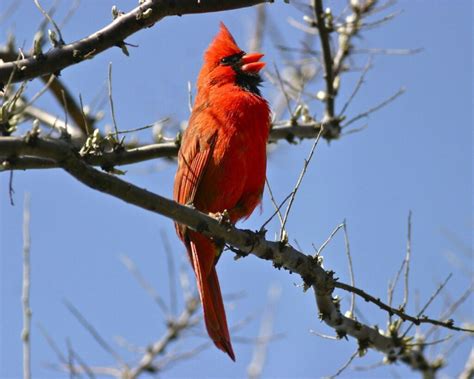 Northern Cardinal Nesting – the Song