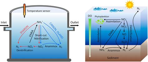 Frontiers | Microbiota for Nitrogen Removal in Wastewater Treatments and Marine Environments ...