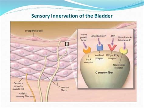 1040122 oab diagnosis, management and current trend of therapy