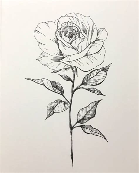 Rose Line Drawing at PaintingValley.com | Explore collection of Rose Line Drawing