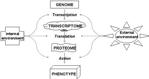 The hierarchy of gene expression underlying phenotypic plasticity ...