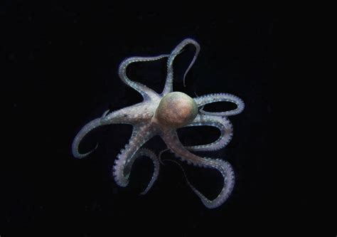 Octopus And Squid Evolution Is Officially Weirder Than We Could Have Ever Imagined | GE News