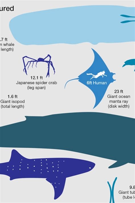 Giant Squid Size Comparison Whale