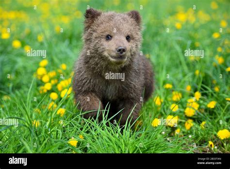 Cute little brown bear cub playing on a lawn among dandelions Stock Photo - Alamy