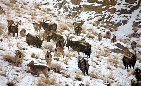 National Parks & Wildlife Sanctuaries in Jammu & Kashmir