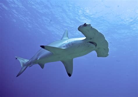 Hammerhead Shark | Creatures of the World Wikia | Fandom