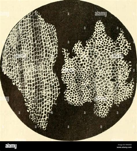 Robert hooke cells hi-res stock photography and images - Alamy