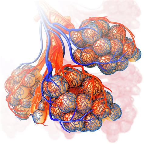 Alveoli And Capillaries Photograph by Pixologicstudio/science Photo Library - Pixels