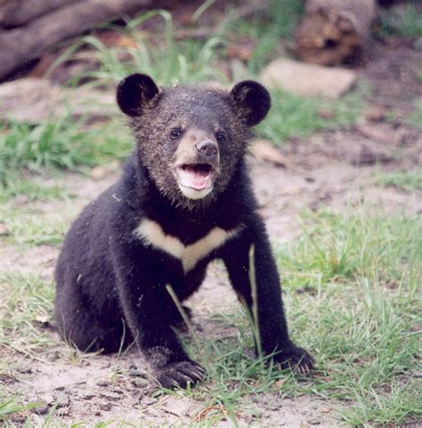 Asian Black Bear (Moon Bear) - Coniferous Forest