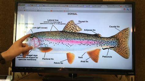 Trout Anatomy and Physiology - YouTube