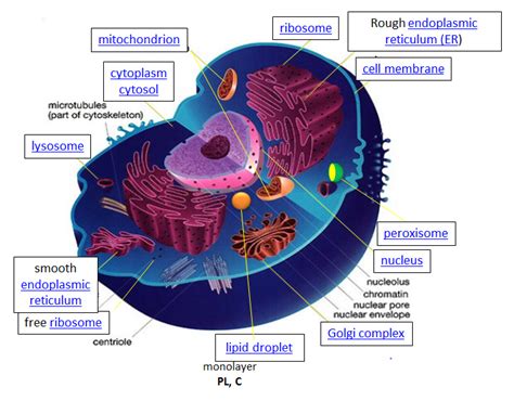 9.1: The Cell- An Overview - Chemistry LibreTexts