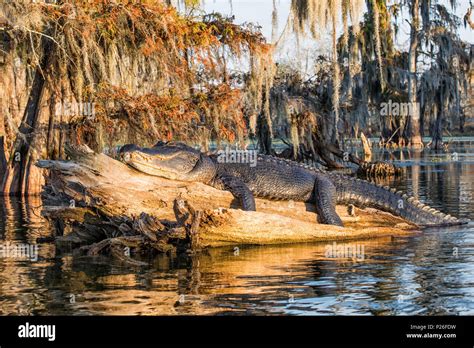 American alligator (Alligator mississippiensis), Lake Martin, Breaux Bridge, Atchafalaya Basin ...