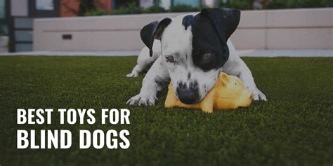 5 Best Toys For Blind Dog – Considerations, Reviews & FAQs